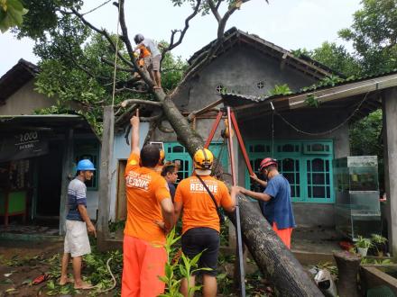 ELITE RESCUE; Hujan Disertai Angin, tumbangkan Banyak Pohon di Pleret